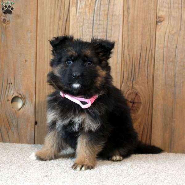 Kira, German Shepherd Puppy