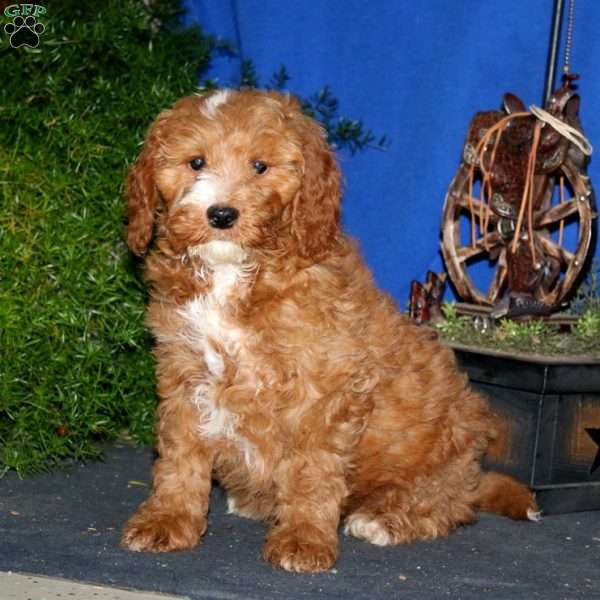 Kirby, Goldendoodle Puppy