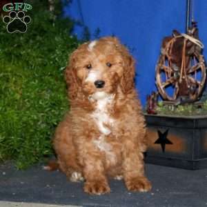 Kirby, Goldendoodle Puppy