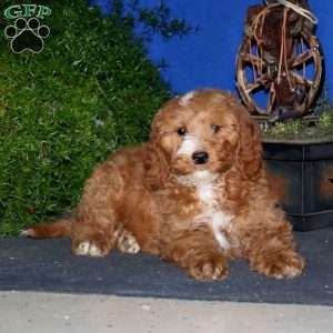 Kirby, Goldendoodle Puppy
