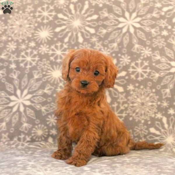 Kirk, Cavapoo Puppy
