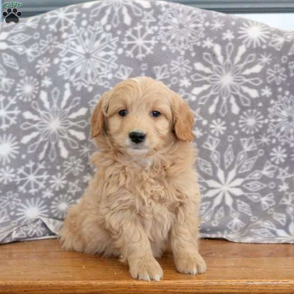 Kirk-F1B, Mini Goldendoodle Puppy