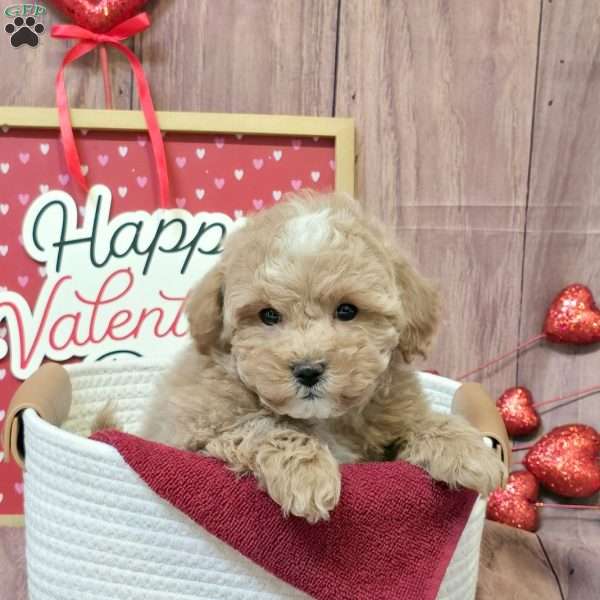 Kirk, Bich-Poo Puppy