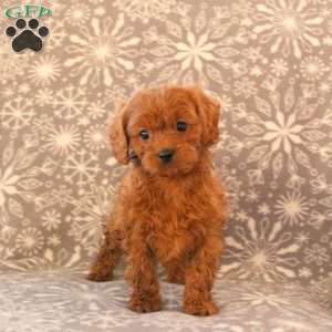 Kirk, Cavapoo Puppy