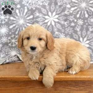 Kirk-F1B, Mini Goldendoodle Puppy