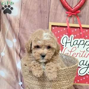 Kirk, Bich-Poo Puppy