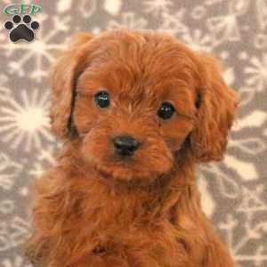 Kirk, Cavapoo Puppy
