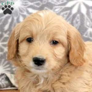 Kirk-F1B, Mini Goldendoodle Puppy