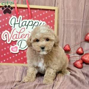 Kirk, Bich-Poo Puppy