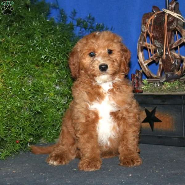 Kirk, Goldendoodle Puppy