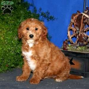 Kirk, Goldendoodle Puppy