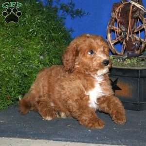 Kirk, Goldendoodle Puppy