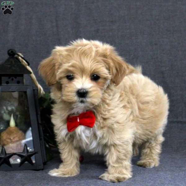 Kisses, Maltipoo Puppy