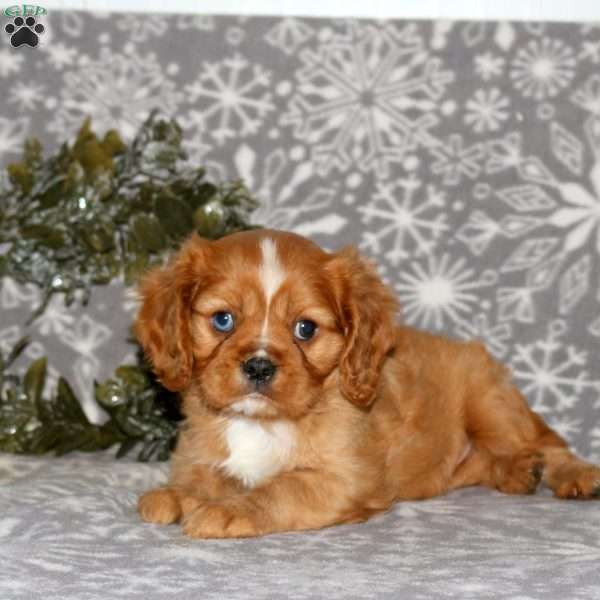 Knight, Cavalier King Charles Spaniel Puppy
