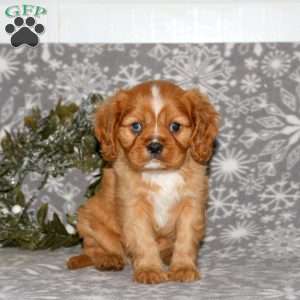Knight, Cavalier King Charles Spaniel Puppy