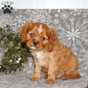 Knight, Cavalier King Charles Spaniel Puppy