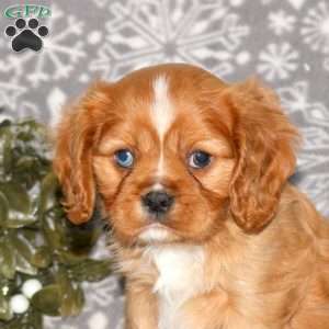 Knight, Cavalier King Charles Spaniel Puppy