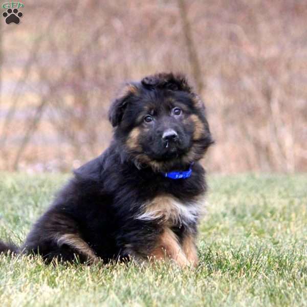 Kobe, German Shepherd Puppy