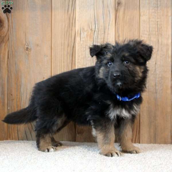 Kobe, German Shepherd Puppy