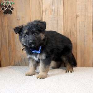 Kobe, German Shepherd Puppy