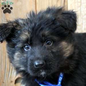 Kobe, German Shepherd Puppy