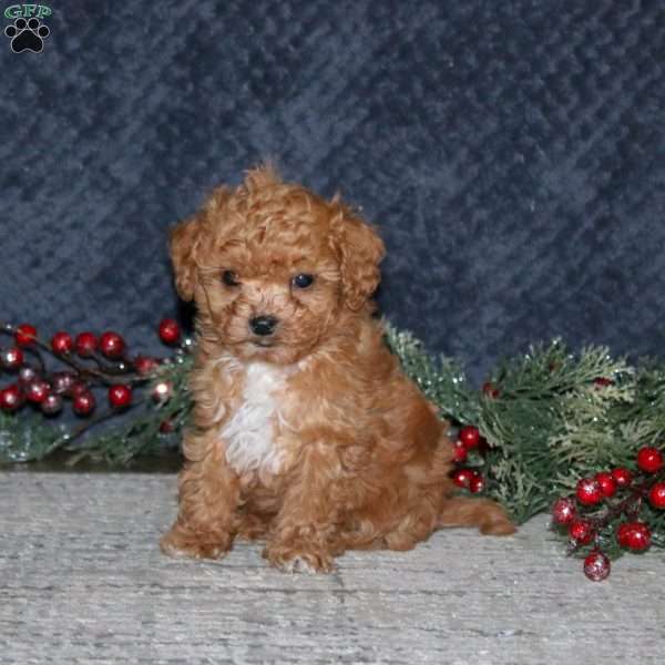 Kolby, Cavapoo Puppy