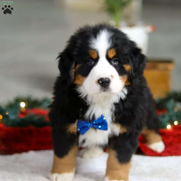 Kody, Bernese Mountain Dog Puppy