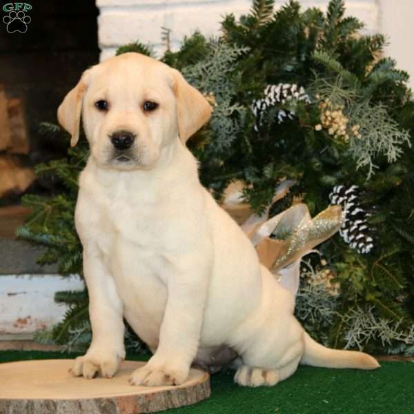 Kody, Yellow Labrador Retriever Puppy