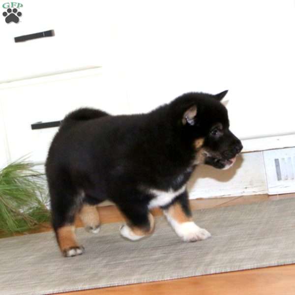 Kody, Shiba Inu Puppy