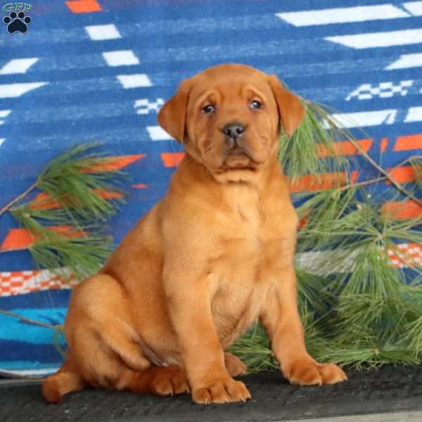 Kody, Fox Red Labrador Retriever Puppy