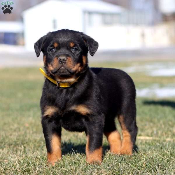 Kody, Rottweiler Puppy