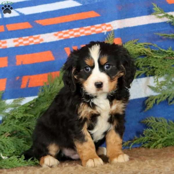 Kody, Miniature Bernese Mountain Dog Puppy