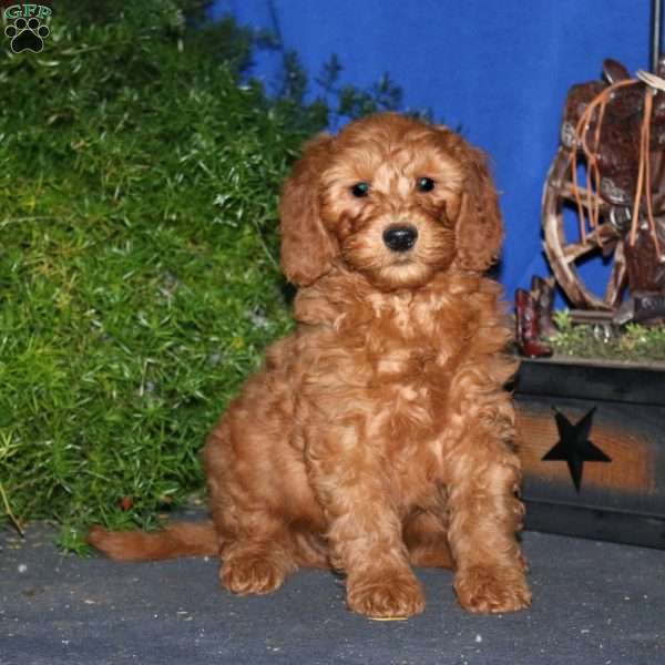 Kody, Goldendoodle Puppy