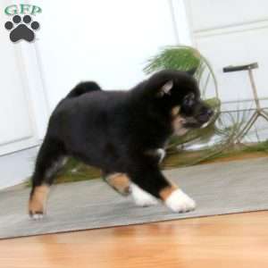 Kody, Shiba Inu Puppy