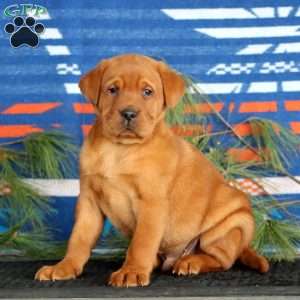 Kody, Fox Red Labrador Retriever Puppy