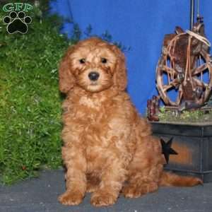 Kody, Goldendoodle Puppy