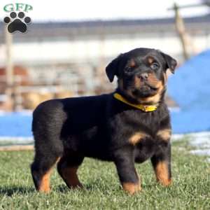 Kody, Rottweiler Puppy