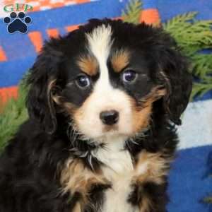 Kody, Miniature Bernese Mountain Dog Puppy