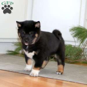 Kody, Shiba Inu Puppy