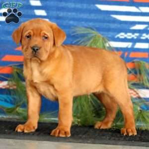 Kody, Fox Red Labrador Retriever Puppy