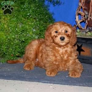 Kody, Goldendoodle Puppy