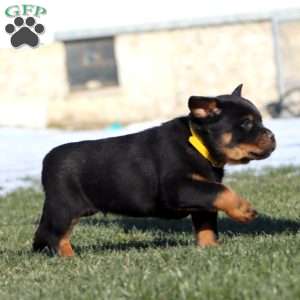 Kody, Rottweiler Puppy