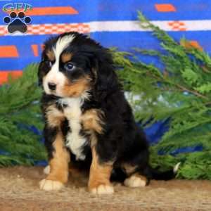 Kody, Miniature Bernese Mountain Dog Puppy