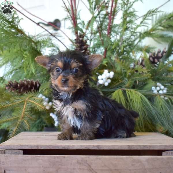 Kolby, Yorkie Puppy