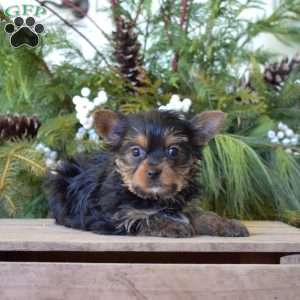Kolby, Yorkie Puppy