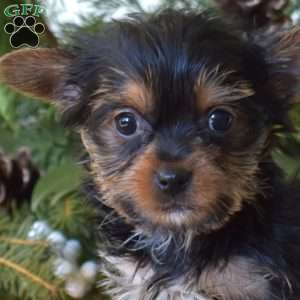 Kolby, Yorkie Puppy