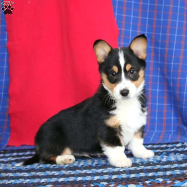 Kolby, Pembroke Welsh Corgi Puppy