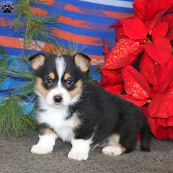 Kolby, Pembroke Welsh Corgi Puppy