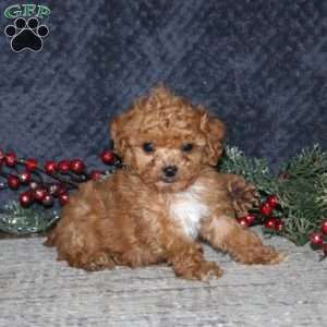 Kolby, Cavapoo Puppy