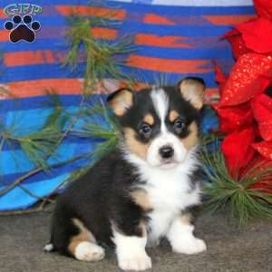 Kolby, Pembroke Welsh Corgi Puppy